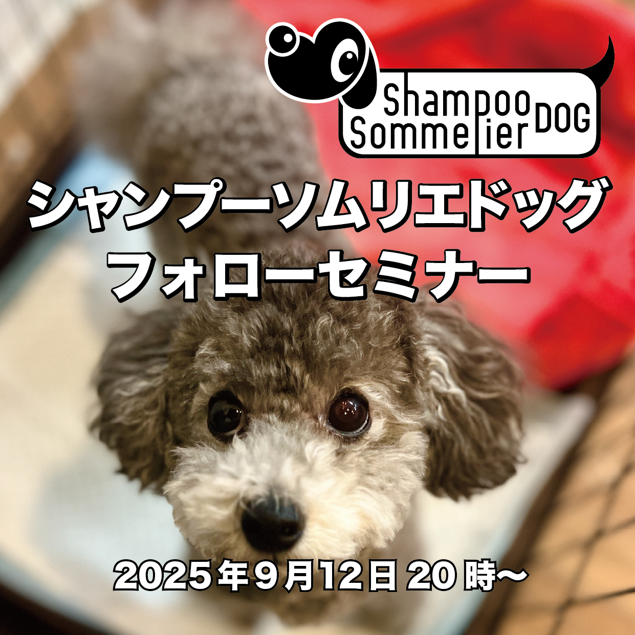 2025年9月12日 シャンプーソムリエドッグ フォローセミナーチケット